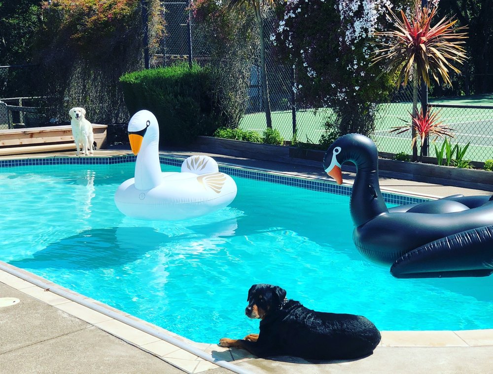 Francisco and Son Pool Service