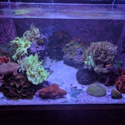amazing aquariums reefs 40