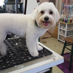 Bowzer&rsquo;s Body Shop Pet Grooming