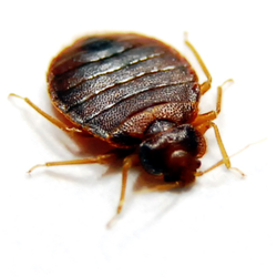 Eco Elite Pest Control 21 Photos 319 Reviews Photo Of Eco Elite Pest Control Kent Wa United States