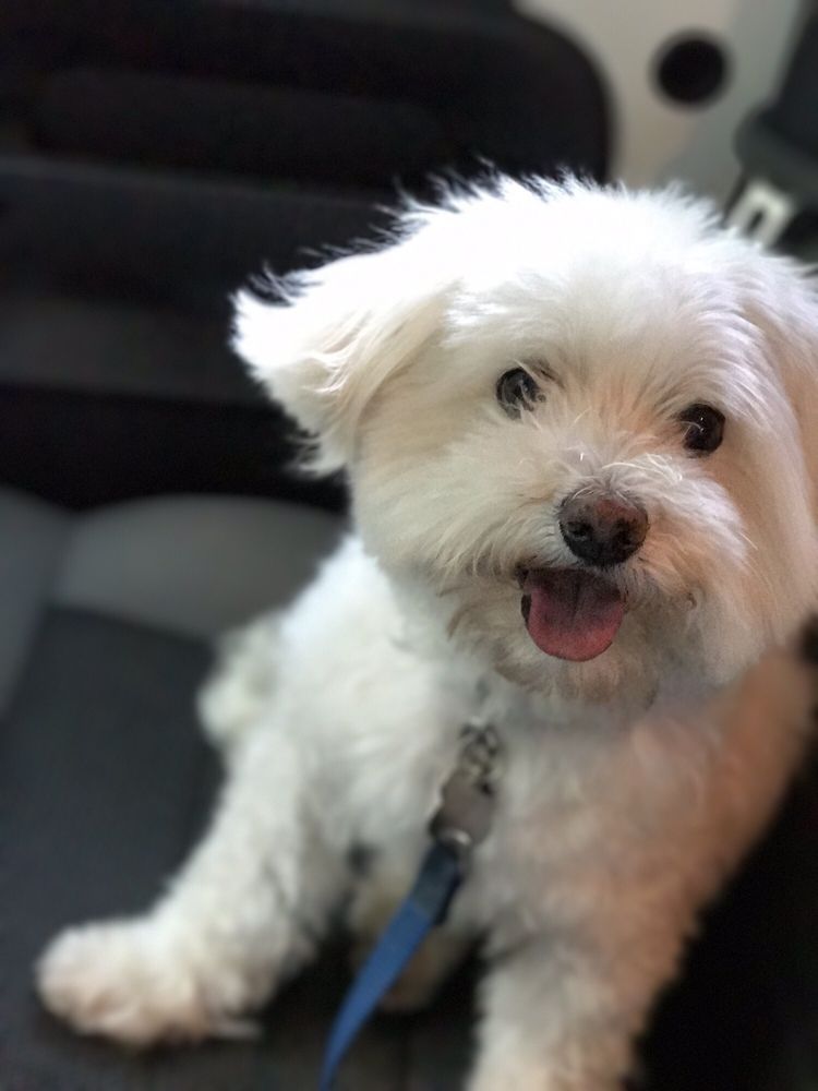 Dog Grooming North Haven Ct