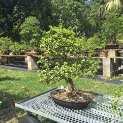 Dragon Tree Bonsai Nurseries Gardening 3663 Sw Honey Ter Palm Photo Of Dragon Tree Bonsai Palm City Fl United States Beautiful Dwarf