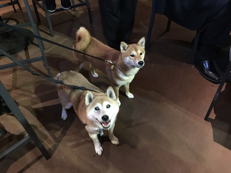 lazy dublin yes you can bring dogs this shiba inu puppy named kabuki and our toby were the lazy dublin yes you can bring dogs this shiba inu puppy named kabuki and our toby were the