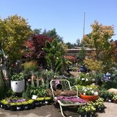Orchard Nursery Florist 78 Photos 74 Reviews Nurseries Photo Of Orchard Nursery Florist Lafayette Ca United States This