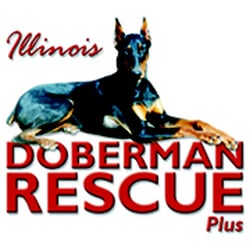 illinois doberman rescue illinois doberman rescue