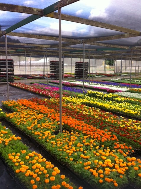 Dell's Ivy Acres Nursery