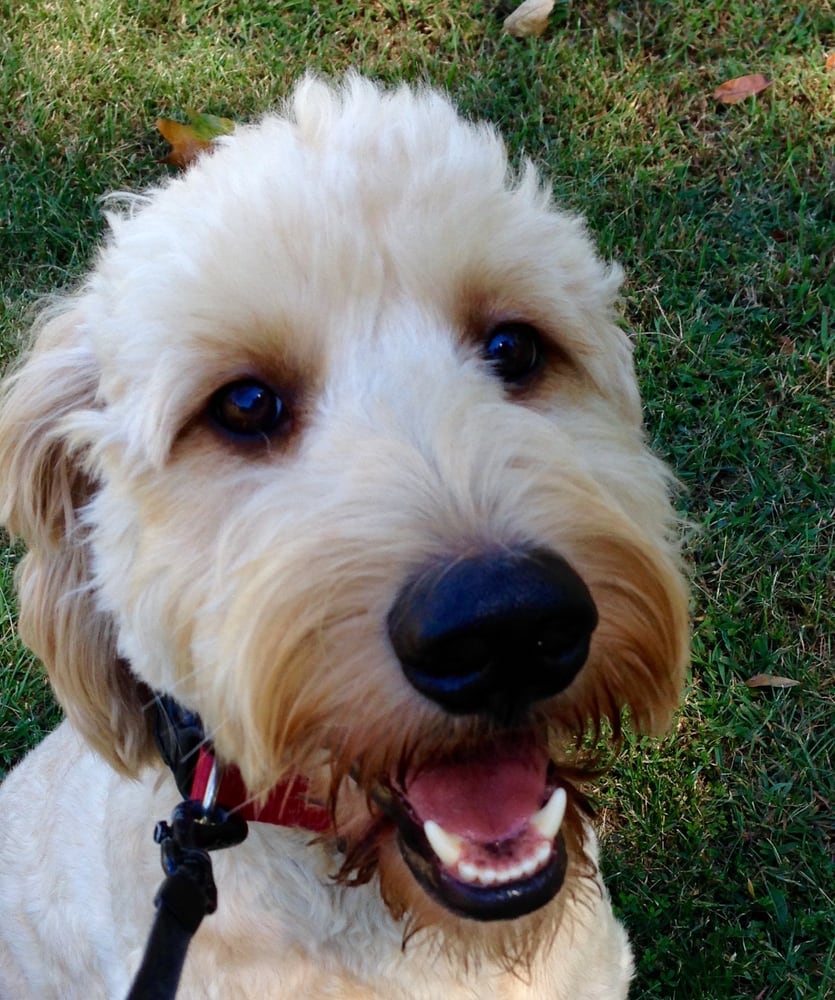 Dog Training Shelby Nc Dog Training Shelby Nc