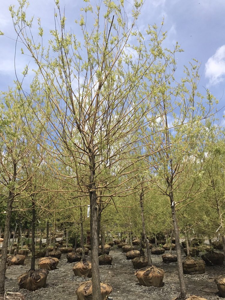 Brock Farms Home & Garden World - 22 Photos - Nurseries & Gardening