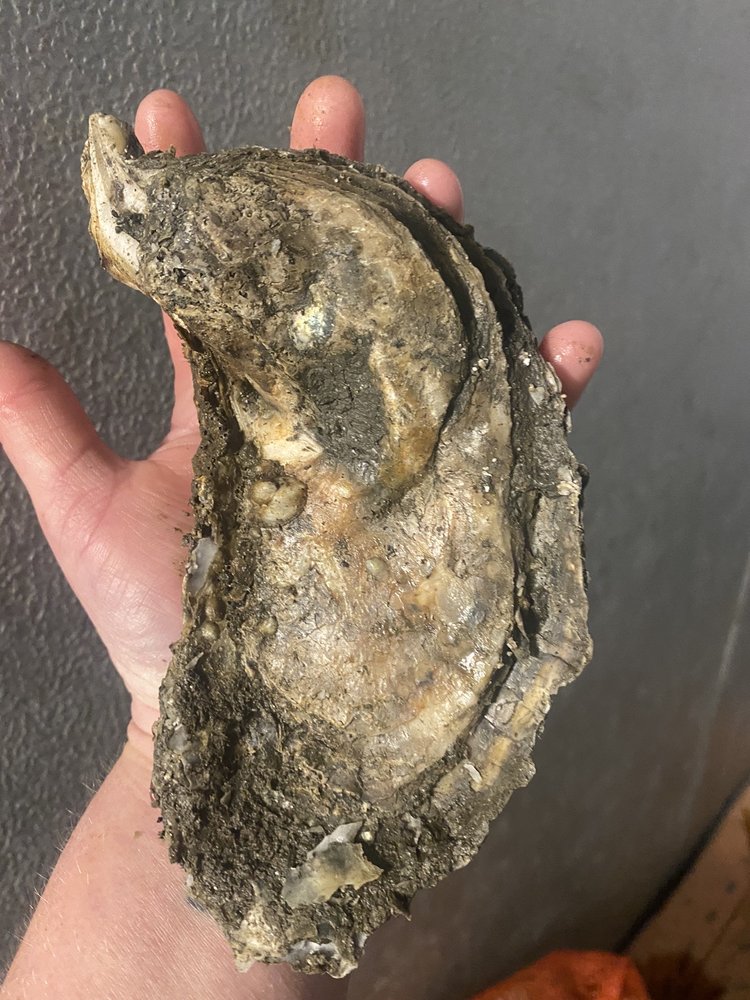 Rose's Seafood Market