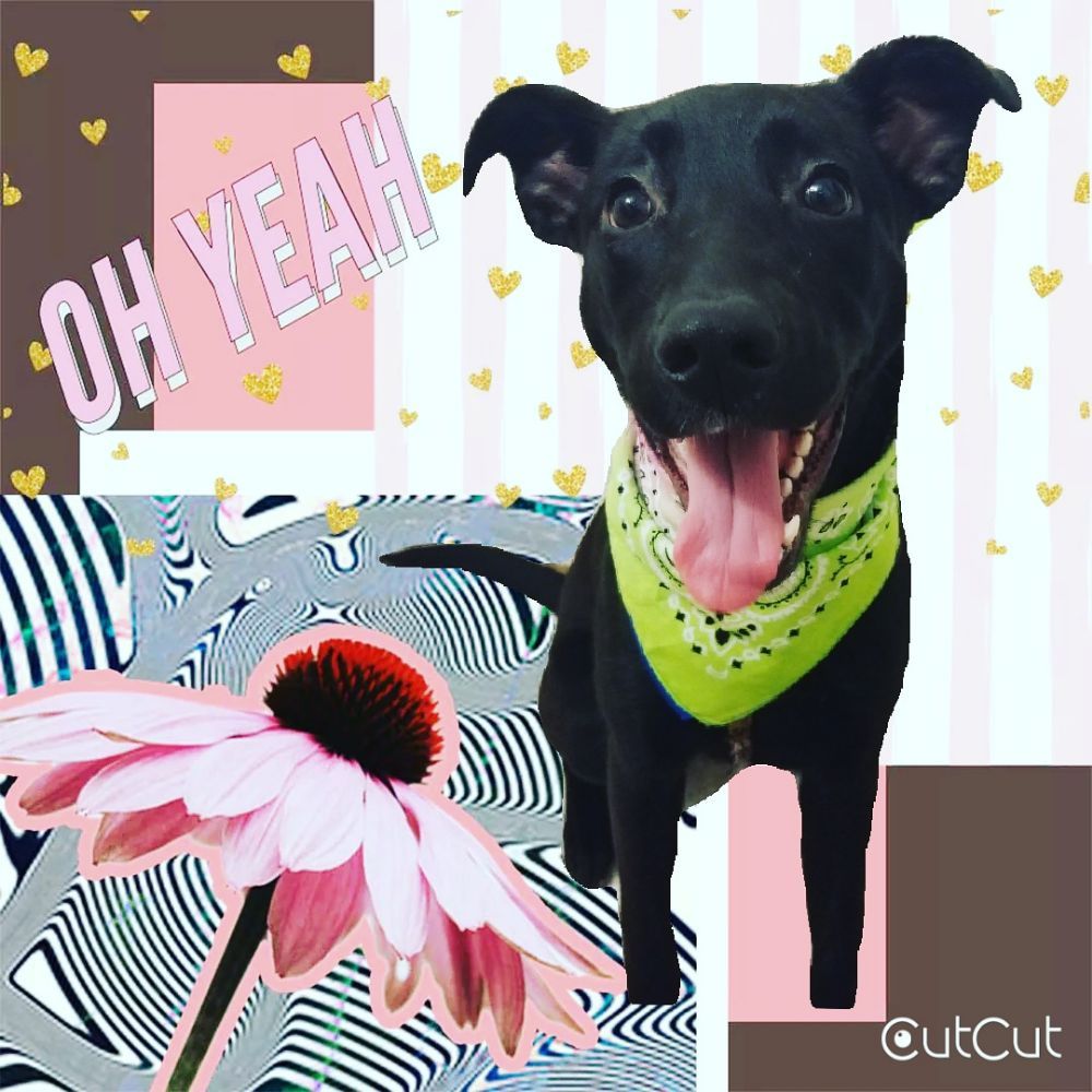 Puppies get Pampered at Fort Bragg