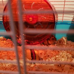 petsmart 676 photos 157