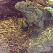 Arizona Reptile Center - 31 Reviews - Pet Stores - 2025 W Broadway Rd
