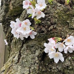 Cherry Blossoms Com