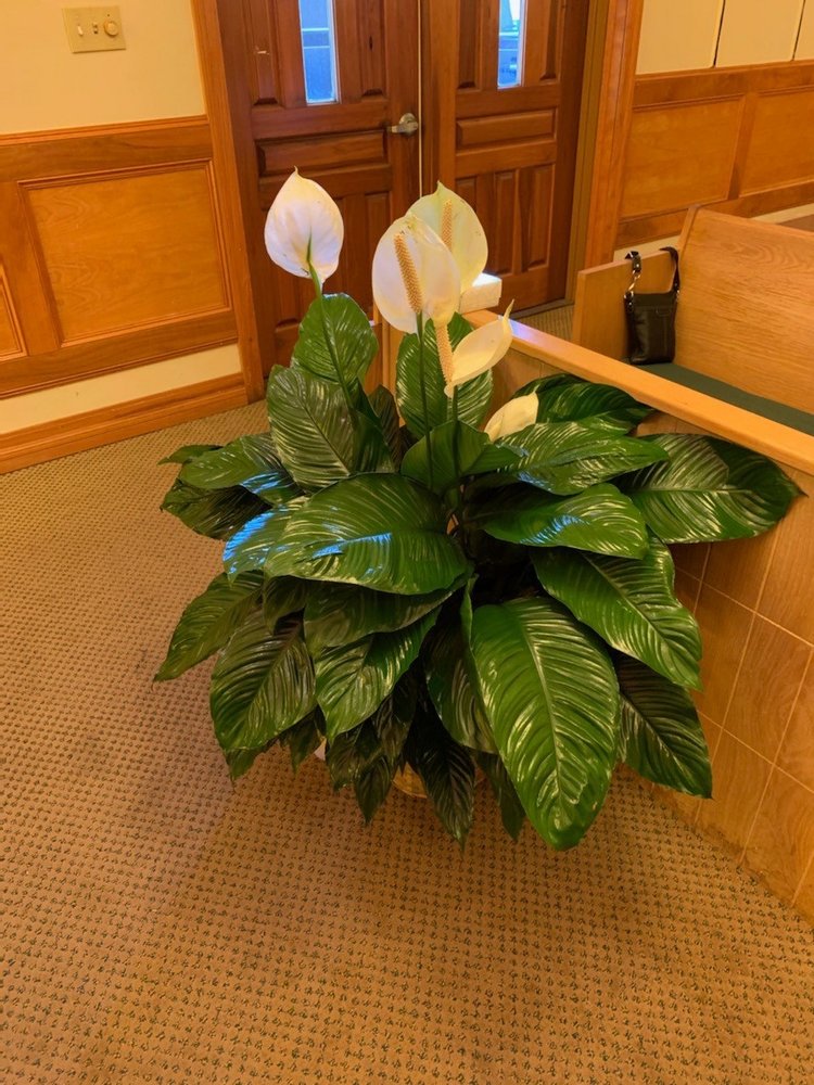 Mc Cloney's Florist