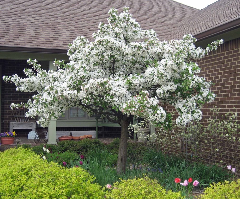 Guinevere Crabapple Tree Yelp