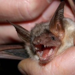 Virginia Bat Pros Wildlife Control Southern Fan Richmond Va Photo Of Virginia Bat Pros Richmond Va United States Removal