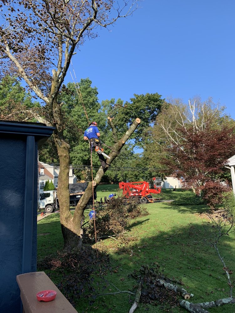 Elevated Tree Care