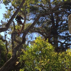 traverso tree service yelp photo of romans tree service inc orinda ca united states 27 photos 83 reviews services traverso tree service yelp photo of romans tree service inc orinda ca united states 27 photos 83 reviews services