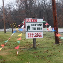 luers christmas tree farm 83 foto alberi di natale luers christmas tree farm 83 foto alberi di natale