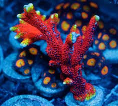 Blue Ribbon Koi & Marine Products