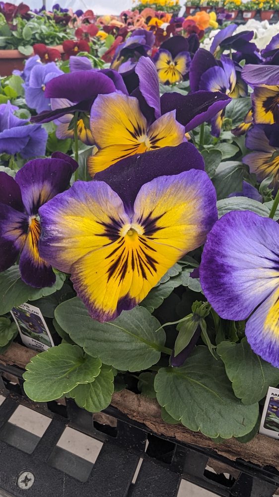 Sauder's Nursery