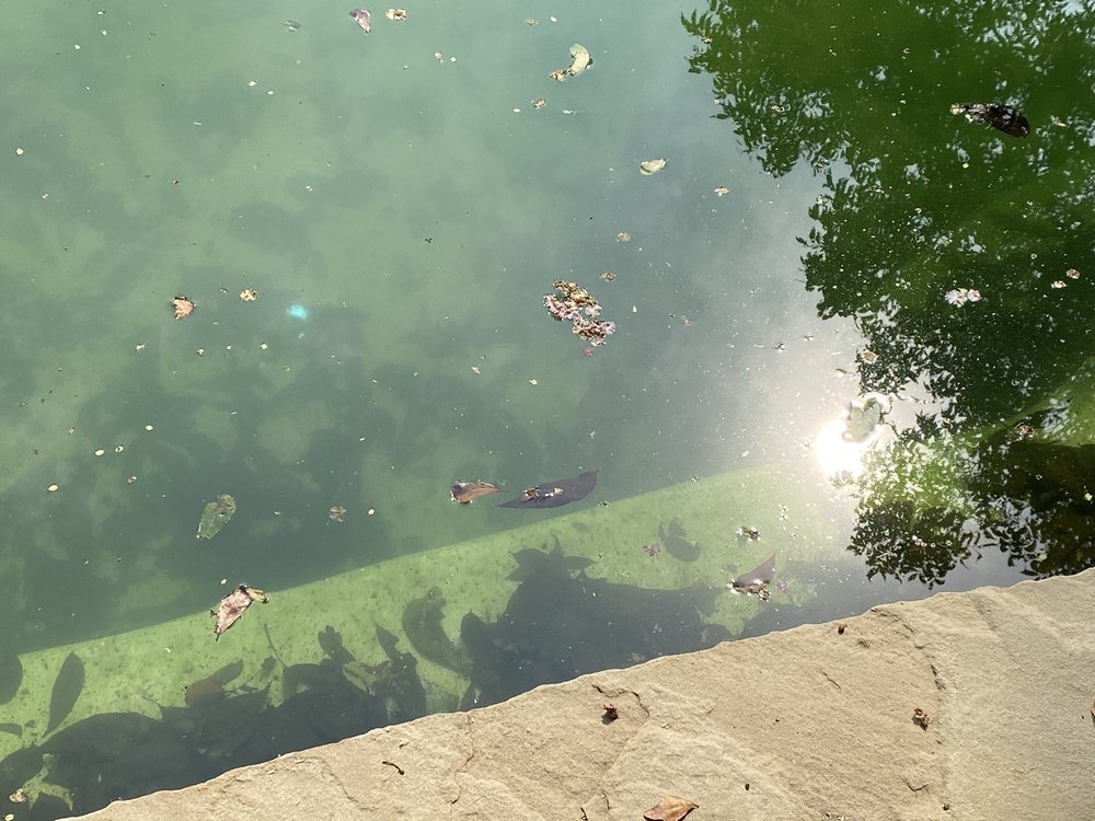 Texas Teal Pool Services