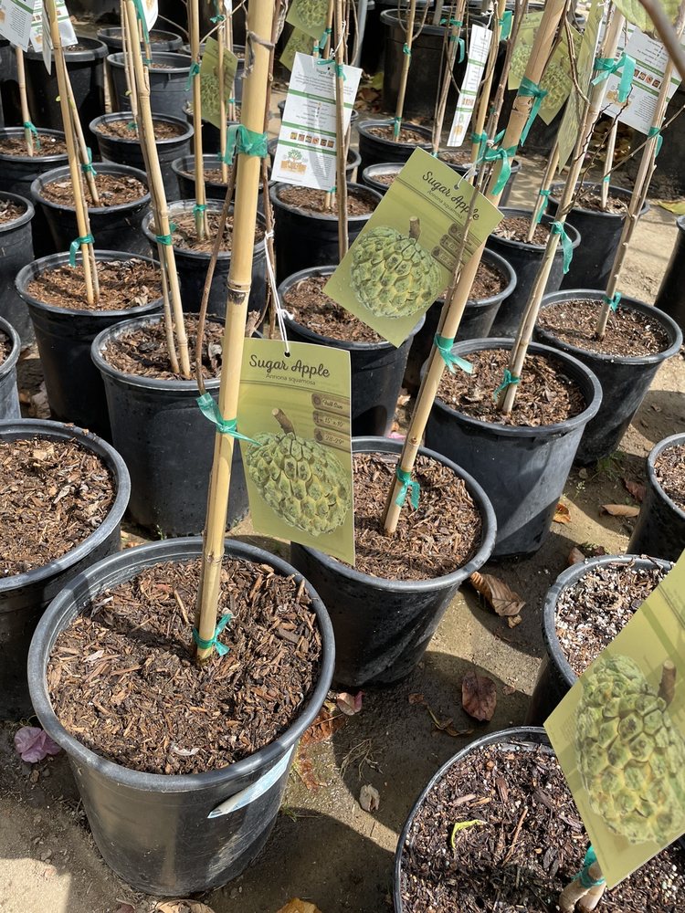 Mimosa Nursery