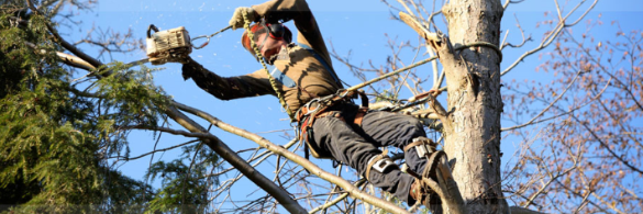 Paul Bunyan's Tree Service
