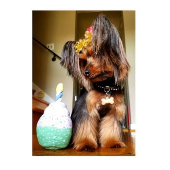 Dog Grooming Philadelphia Pa Dog Grooming Philadelphia Pa