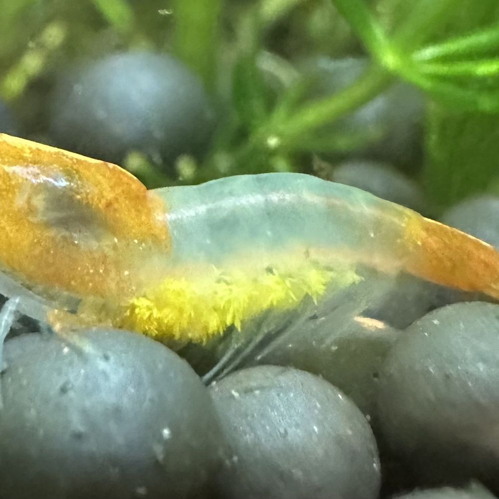 Best Freshwater Tropical Fish Stores in Manhattan New York, NY Yelp