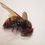 Bug King Pest Solutions