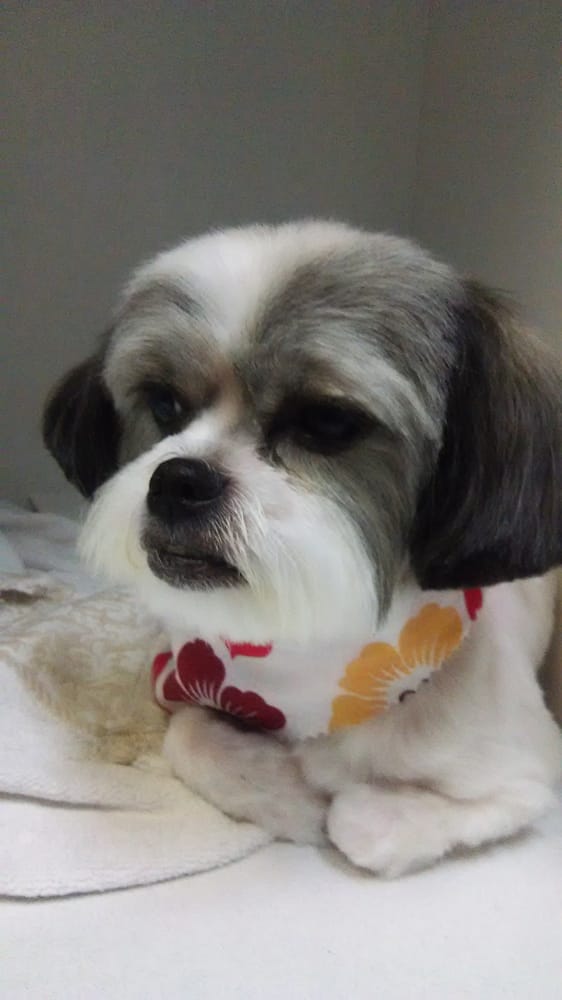 NautiPuppy Mobile Pet Grooming 385 Photos Pet Groomers Belleview