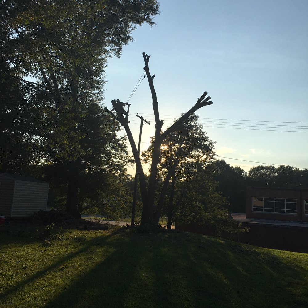 Beyond The Leaf Tree & Stump Removal