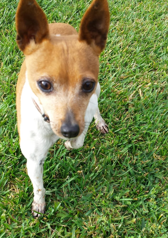 overnight kennels near me lots of pet care 100 photos 12 reviews kennels pet sitting phillips overnight kennels near me lots of pet care 100 photos 12 reviews kennels pet sitting phillips