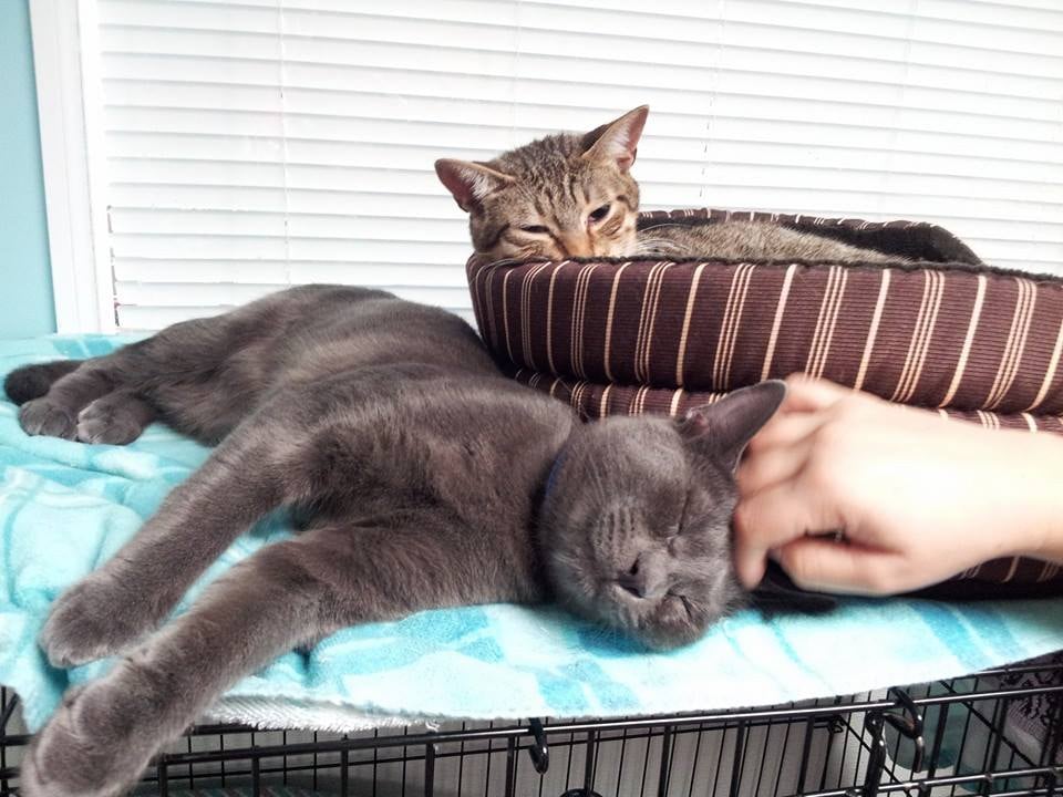 Furkids Doraville Cat Shelter 21 Photos & 21 Reviews Animal