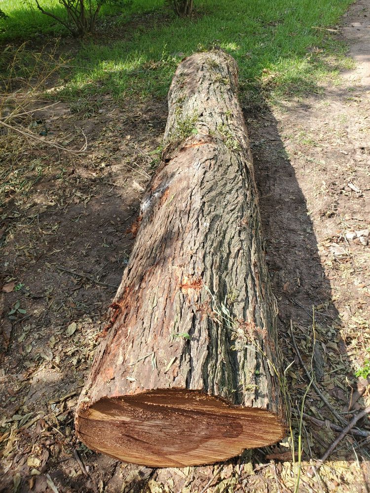 Arbor Tree Tex
