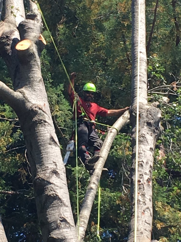 Monster Tree Service of West Valley