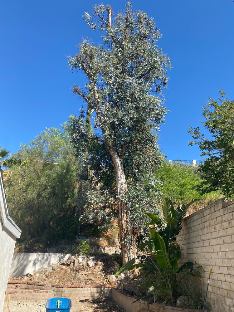 Chipmunk Tree Service