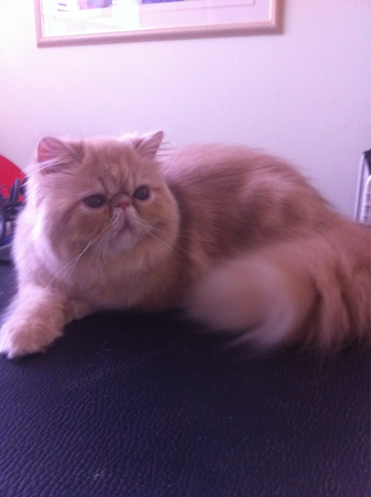 Sitting Pretty Grooming Pet Groomers 1123 NW 15th St, Cape Coral