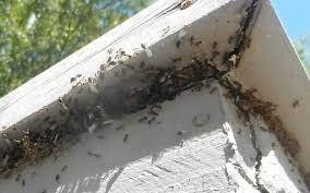 Ikill Pest Control