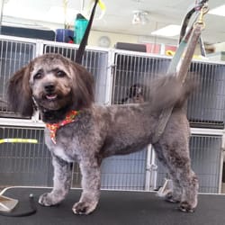 Dog Grooming Dc Capitol Hill Dog Grooming Dc Capitol Hill