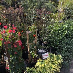 tree nursery tampa photo of kathys korner nursery tree farm saint petersburg fl united states nurseries gardening 6095 tree nursery tampa photo of kathys korner nursery tree farm saint petersburg fl united states nurseries gardening 6095