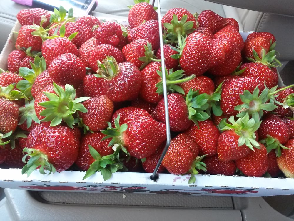 Oak Grove Farms 2019 All You Need to Know BEFORE You Go (with Photos