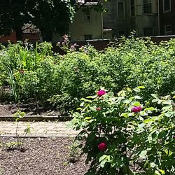 Rose Garden Parks 422 Walnut St Philadelphia Pa Yelp Photo Of Rose Garden Philadelphia Pa United States May 2017