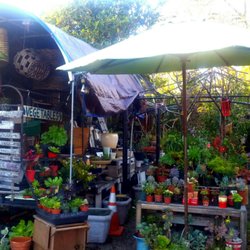 Carpinteria Landscape Nursery Nurseries Gardening 933 Elm Ave Photo Of Carpinteria Landscape Nursery Ca United States A Feast For