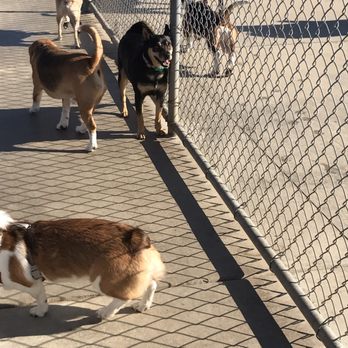 Dog Plays Too Rough At Dog Park Dog Plays Too Rough At Dog Park