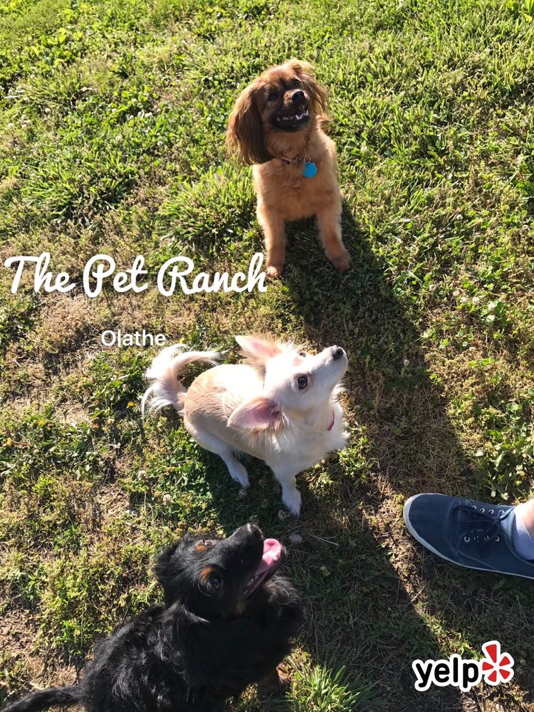 The Pet Ranch (New) 17 Reviews Pet Sitting 12700 W 151st St