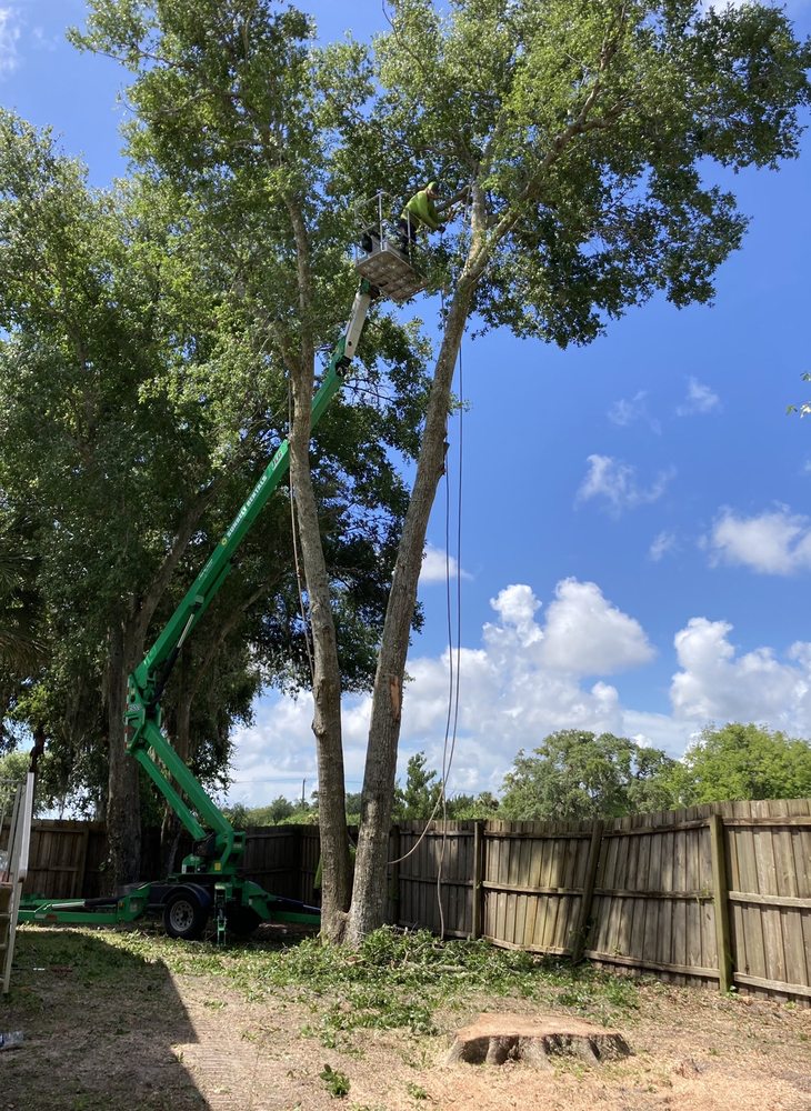 1 Tree Expert