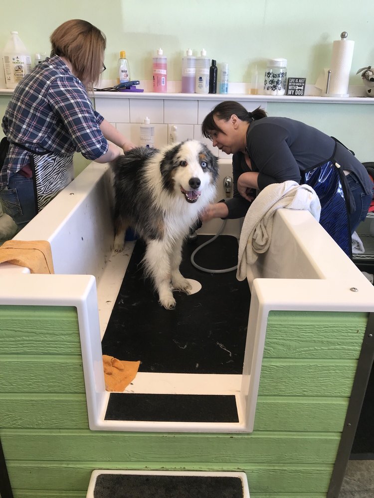 animal house dog wash