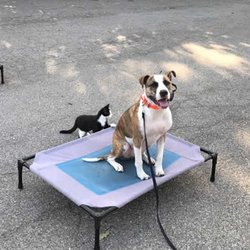 dog training cincinnati dog training cincinnati